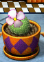 Fourpetal Ball Cactus