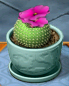 Jalapa Ball Cactus