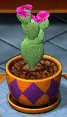 Jalapa Pear Cactus