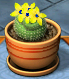 Spotted Ball Cactus